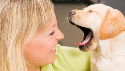 Alitosi del cane: perché il mio amico a 4 zampe ha l’alito cattivo?