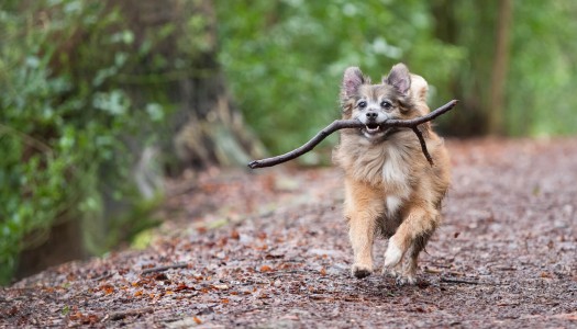 Le zecche: un pericolo per l’uomo e per gli animali