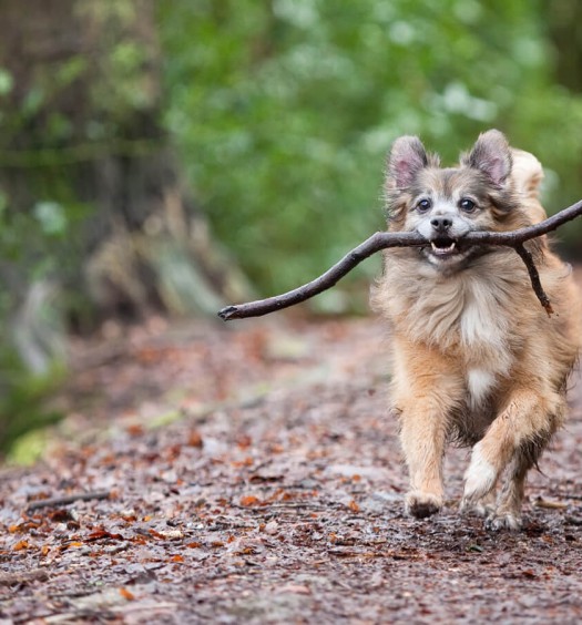 zecche cani sull'uomo