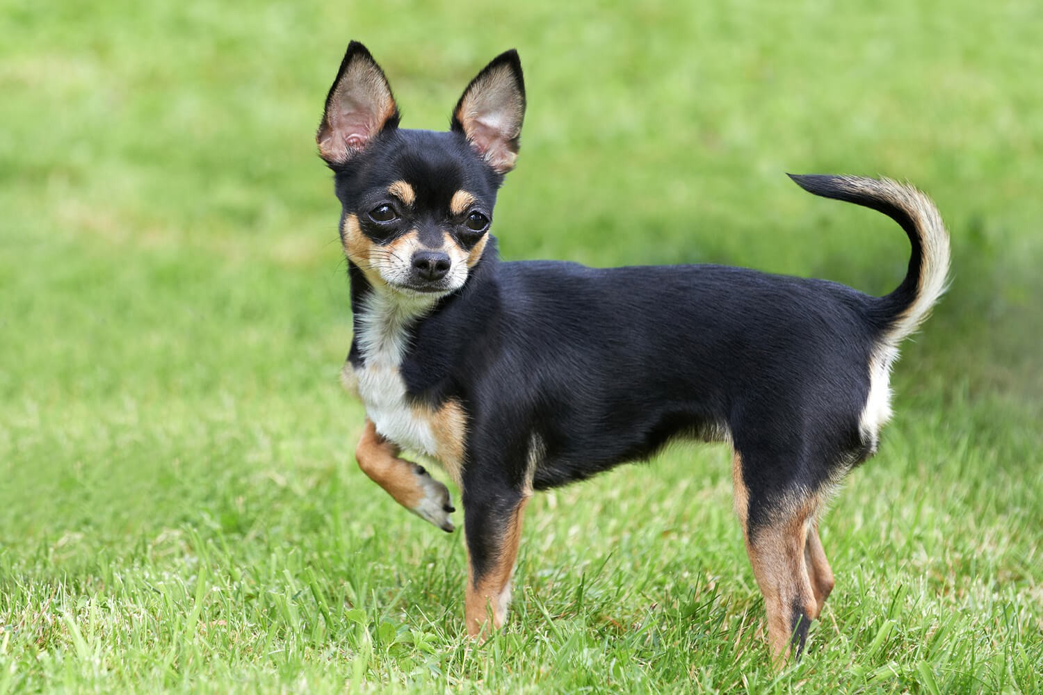 scodinzolamento cane