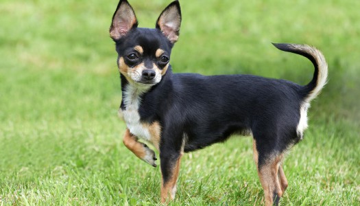 Cosa dice la coda del cane? Un corso accelerato di “scodinzolamento”