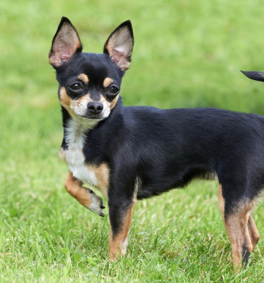 scodinzolamento cane