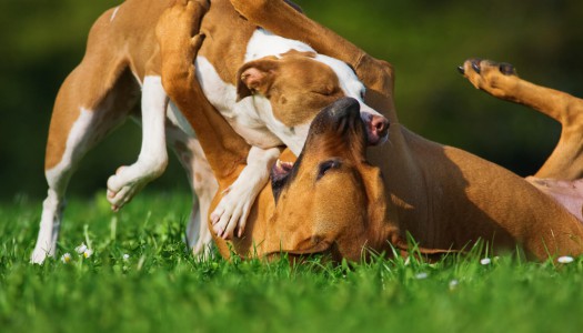 Disinfettante per cani: cosa fare se il vostro amico peloso si ferisce