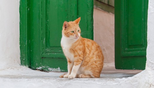 Cura del gatto: per quanto tempo può restare solo mentre sono in vacanza?