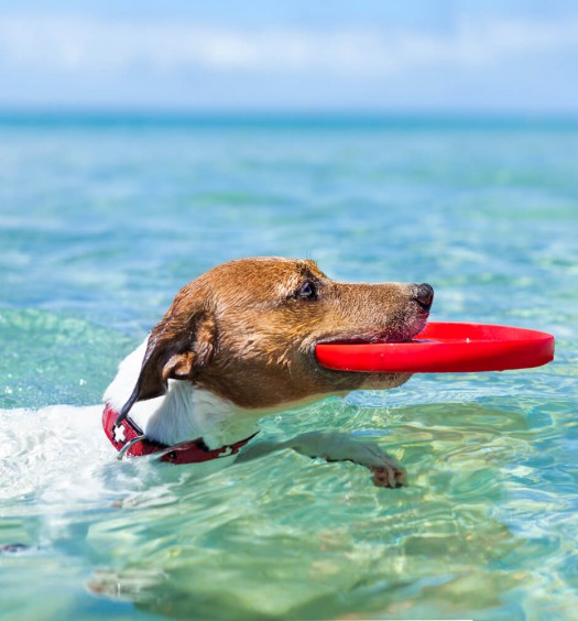giochi d'acqua con il cane