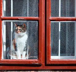 Prendersi cura del gatto in vacanza