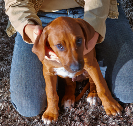 come dare una pillola al gatto e al cane