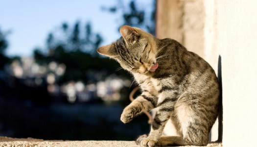Pulci del gatto: 5 segnali ai quali fare attenzione