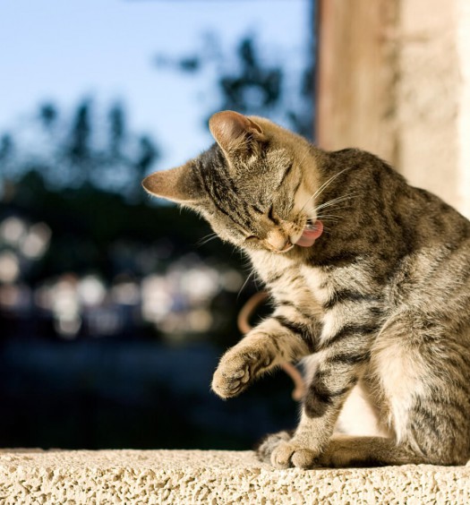 segnali di pulci nel gatto