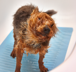 Come lavare il gatto e il cane