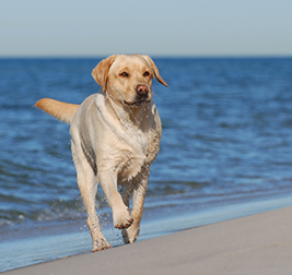 Giocare con il cane: giochi d'acqua