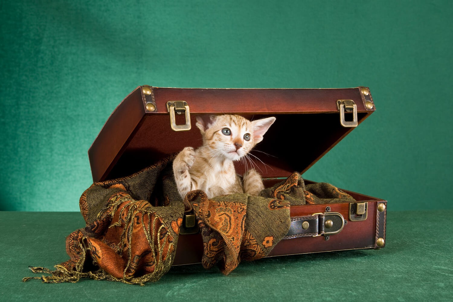 in vacanza con il gatto