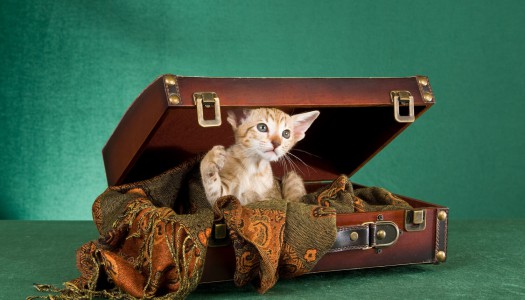 In vacanza con il gatto? Ecco cosa portare