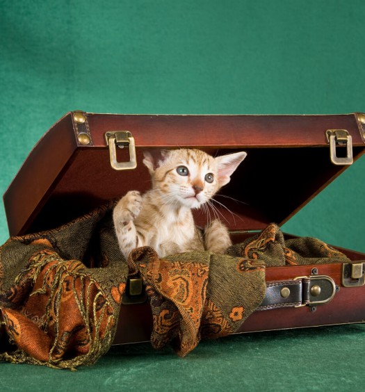 in vacanza con il gatto