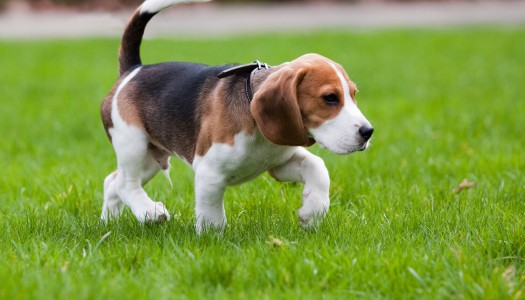 Perché il mio cane zoppica, ma non ha ferite