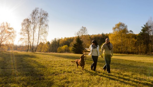 I 5 migliori parchi per passeggiare con il cane