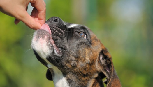 Come dare una pillola al gatto o al cane facilmente?