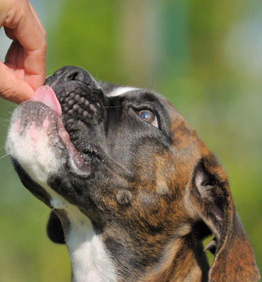 come dare una pillola al cane e al gatto