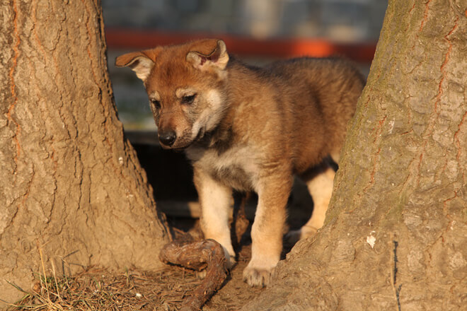 cane lupo cecoslovacco cucciolo