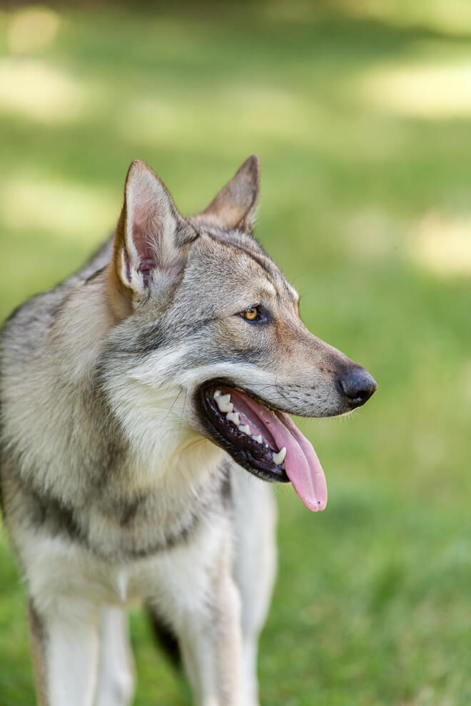 cane lupo cecoslovacco