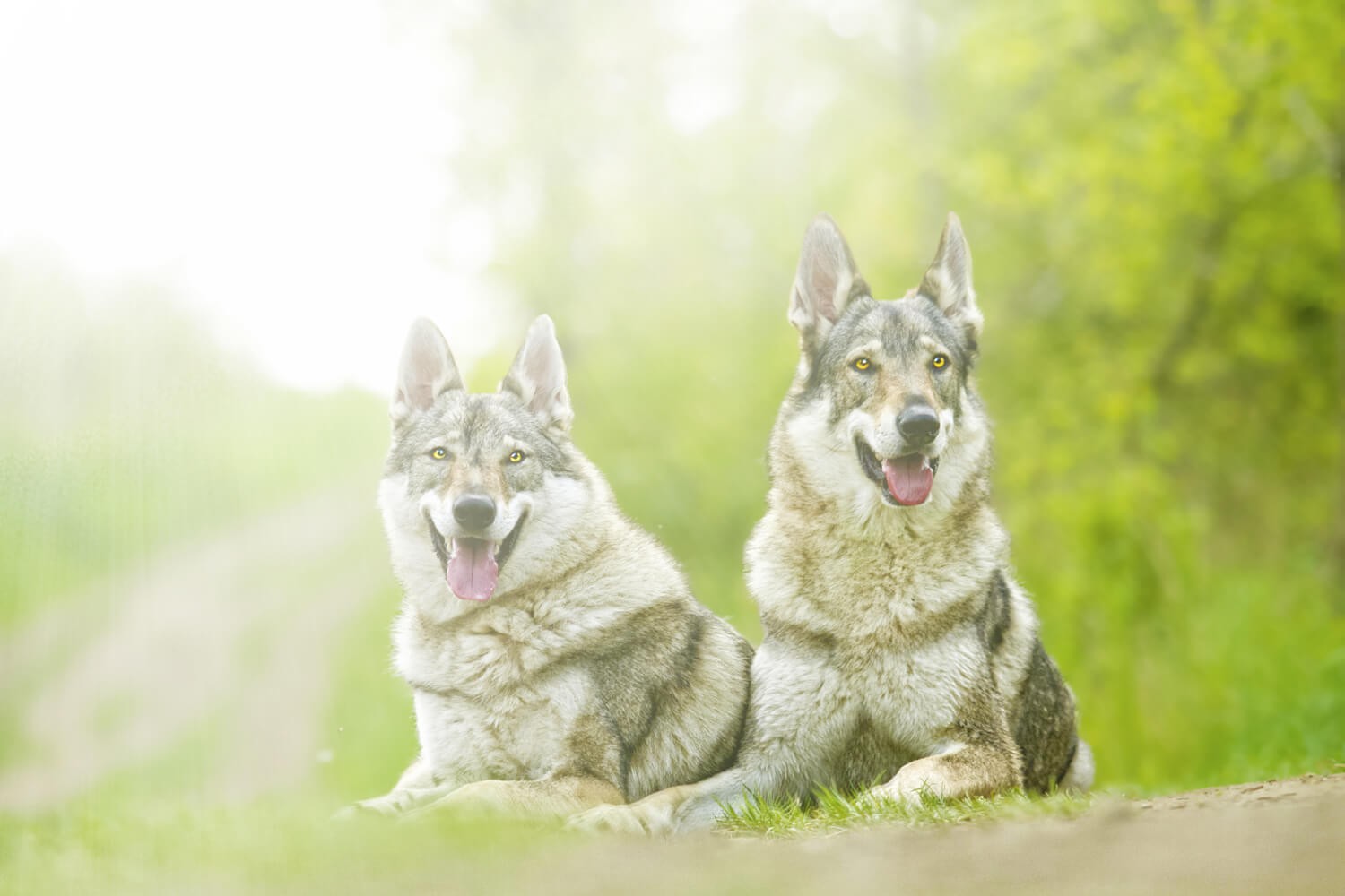 Le 13 cose che solo il padrone di un cane lupo cecoslovacco potrà capire