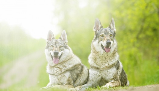 Cane Lupo Cecoslovacco: 13 cose che solo il proprietario potrà capire