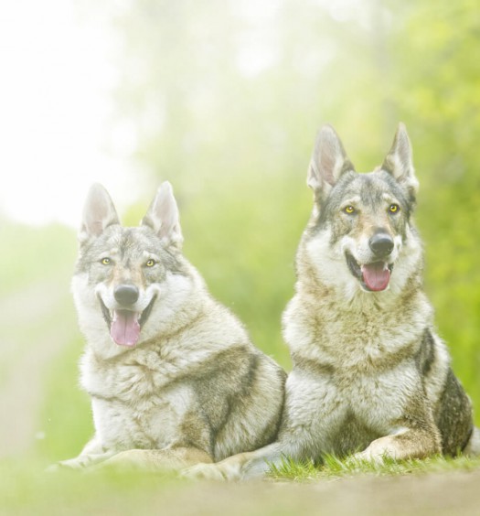 Le 13 cose che solo il padrone di un cane lupo cecoslovacco potrà capire