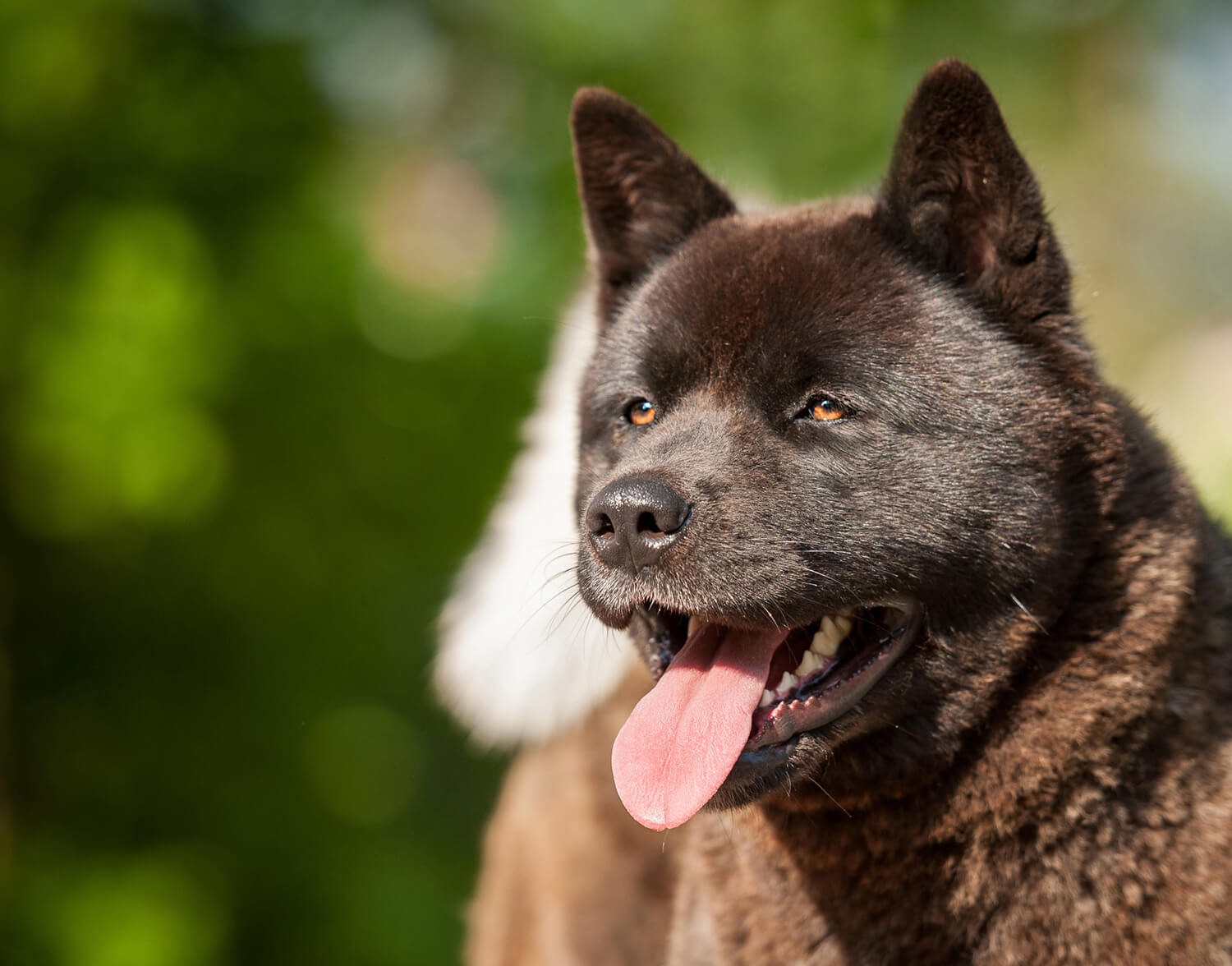 akita americano | razze cani