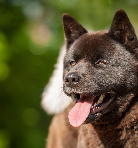 akita americano | razze cani