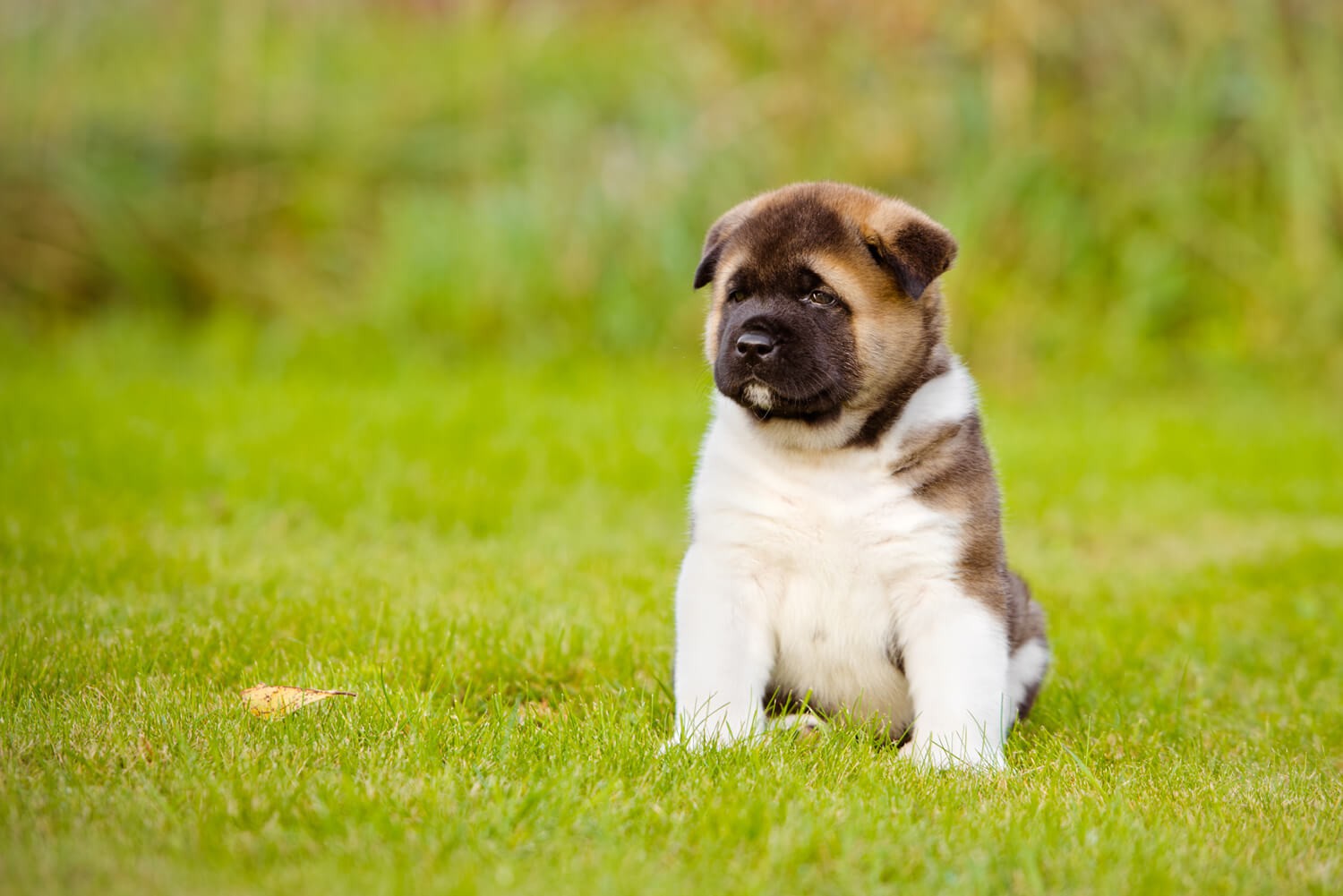 11 cose che hai imparato vivendo a stretto contatto con un Akita Americano