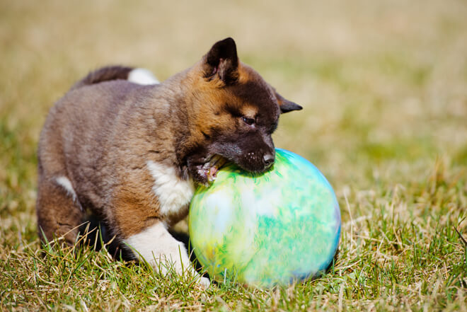 Akita Americano che rincorre la palla