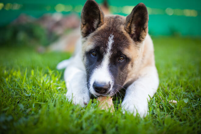 akita americano problem solving
