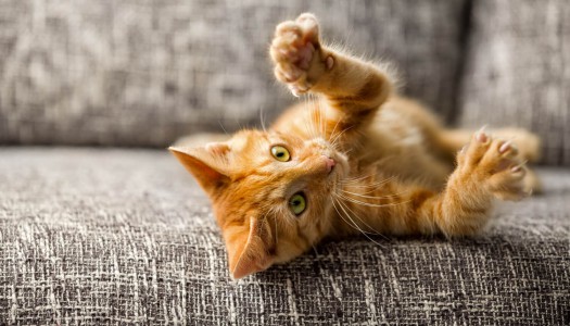 Gli artigli del gatto: a cosa servono?