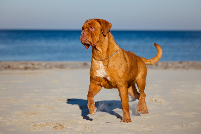 dogue de bordeaux