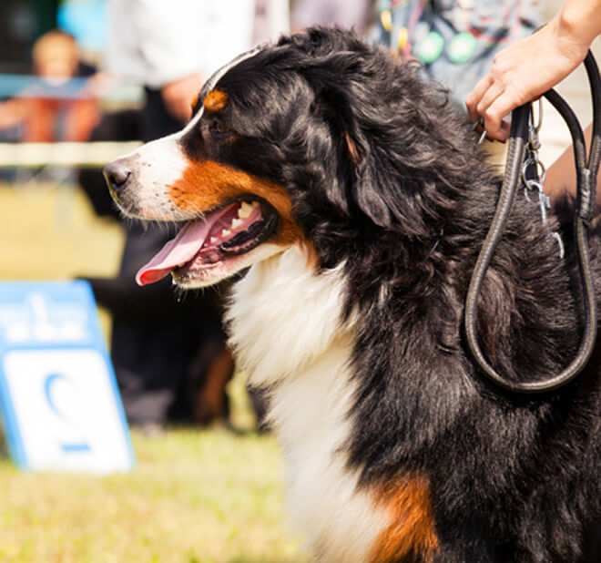 bovaro del bernse al guinzaglio
