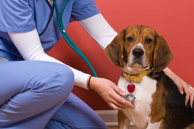 come educare un cane dal veterinario