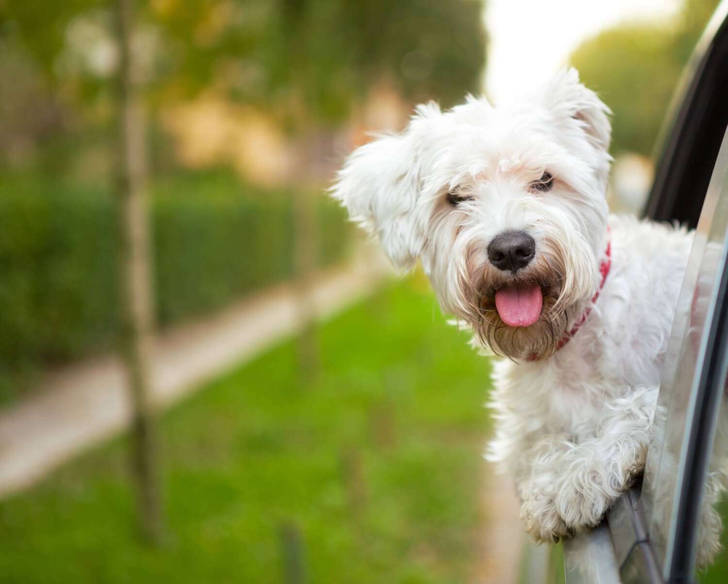 vacanza con il cane - parte 1