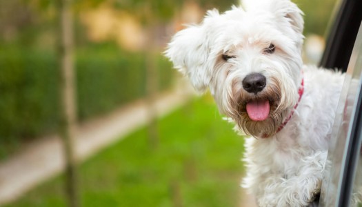 Vacanze con il cane: consigli utili per viaggiare