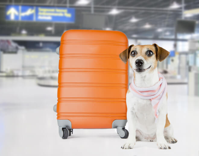 viaggiare con il cane in aereo