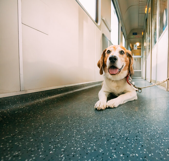 vacanza con il cane in treno