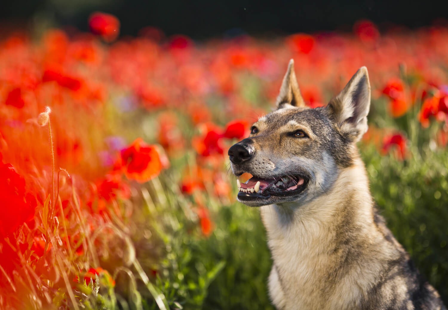 cane lupo cecoslovacco