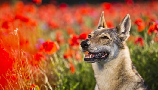 Cane Lupo Cecoslovacco: storia, carattere e standard