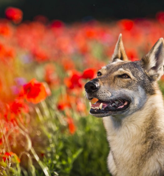 cane lupo cecoslovacco