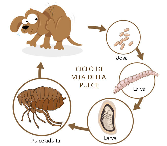 pulci in casa: ciclo di vita della pulce