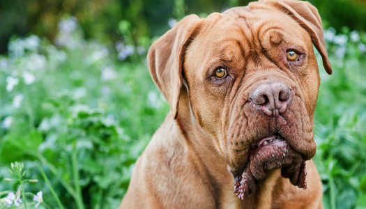 Dogue de Bordeaux: storia, carattere e standard