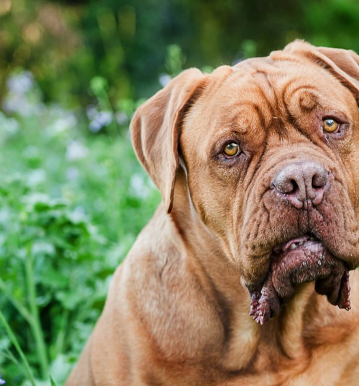 dogue de bordeaux | razze di cani