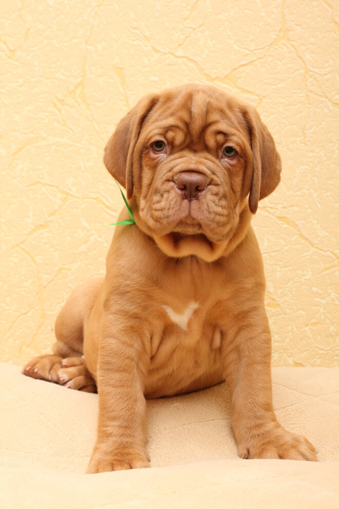 dogue de bordeaux cucciolo
