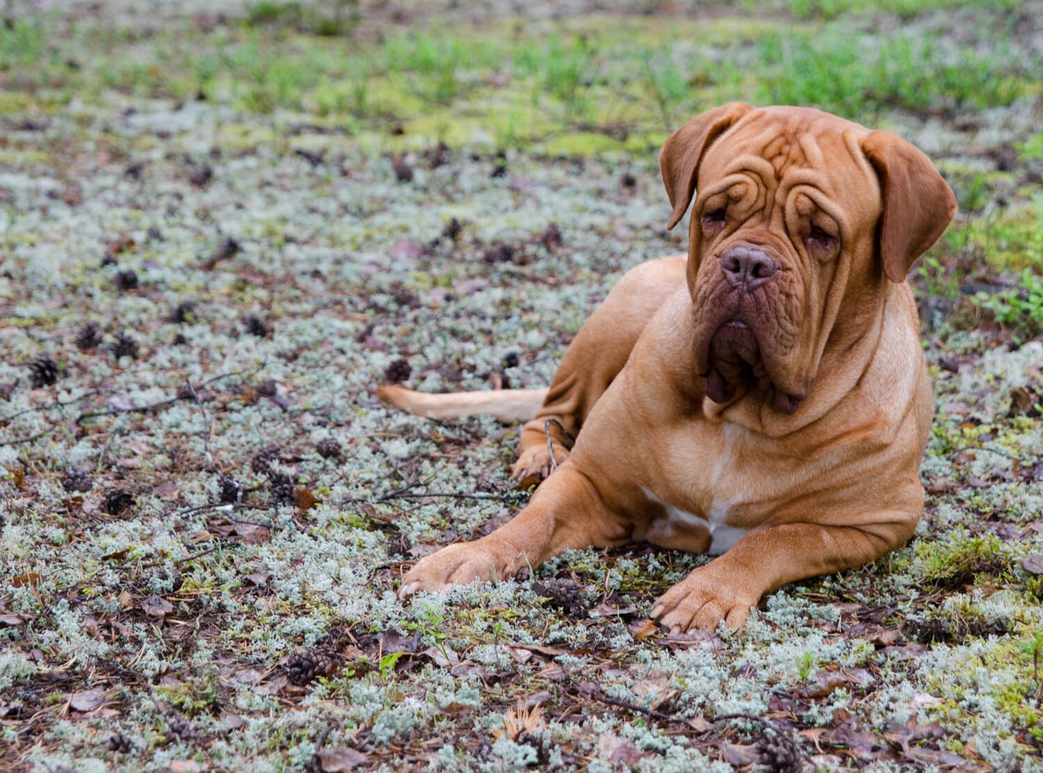 10 BUONI MOTIVI PER NON PRENDERE UN DOGUE DE BORDEAUX