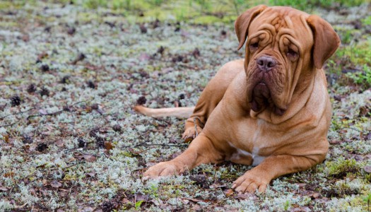 Dogue de Bordeaux: 10 buoni motivi per NON prenderlo…o anche si?
