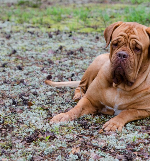 10 BUONI MOTIVI PER NON PRENDERE UN DOGUE DE BORDEAUX